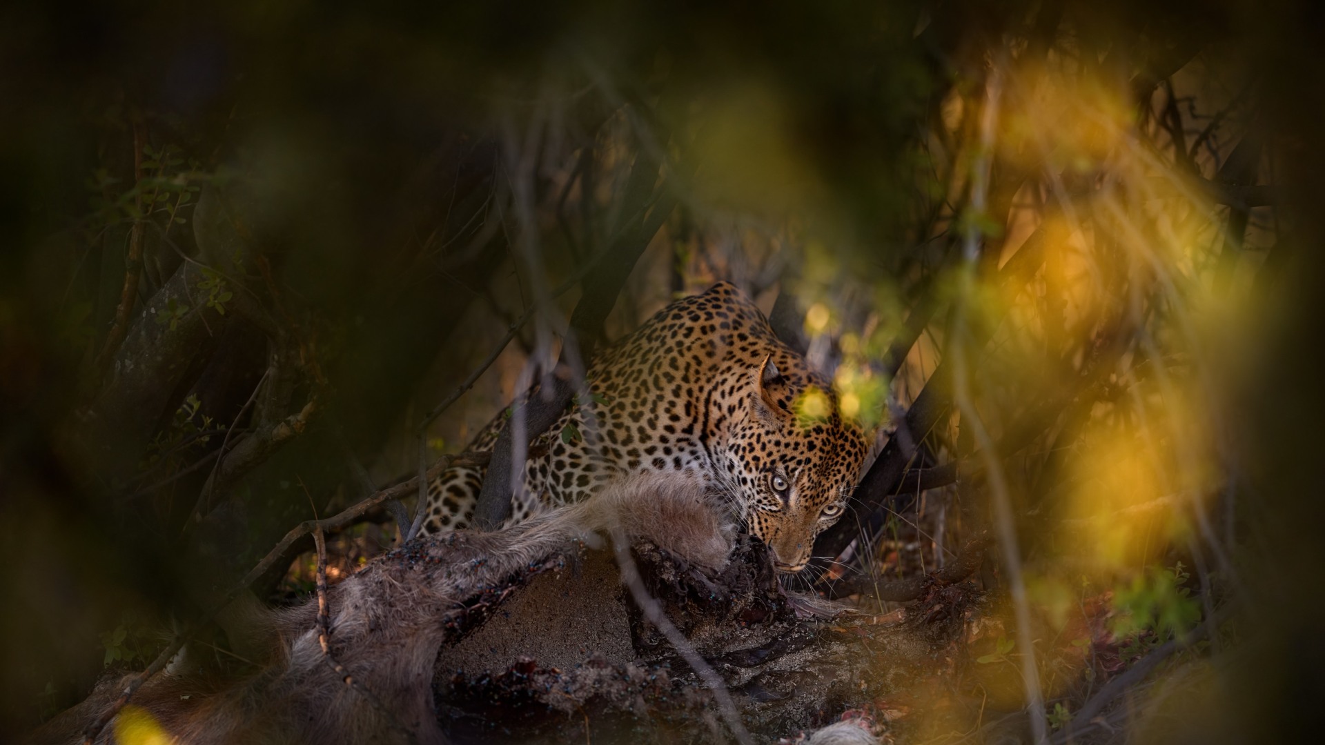 Botswanas Tierparadiese und Naturwunder entdecken